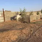 فحل طيب للبيع