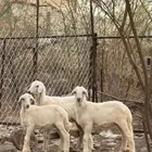 خروفين ورخله