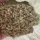 بذور خس للبيع جمله