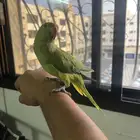 بغباء درة