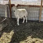 شاه للبيع لاعلى سومه والبيع سمح