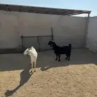 معزا عارضيه وحده بيشيه سدس