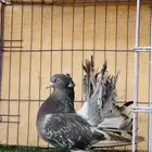 رقاصي هندي