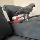 ببغا كاسكو