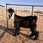 تيس جبر ظهره على حد الغلاق