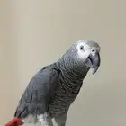 ببغاء كاسكو ذكر