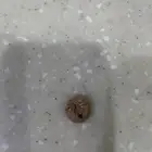 حبه كور