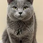 for adoption
