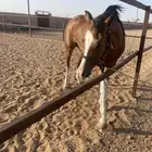 مهره العمر 3 سنوات الأب واهو الام شعبيه للبيع