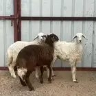رخال العمر 4 شهور طيبه