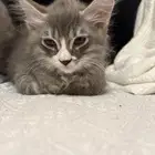 قطط صغيره للبيع