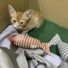 قط منقذ للتبني العاجل