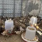 فروخ
