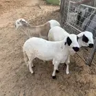 ثلاث خرفان سواكني جذعان مربى