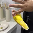 روز لاتينو عيون حمراء اليف حمامه للبيع