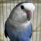 طير روز للبيع