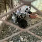 للبيع ارانب بلدي