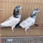 حمام باكستاني