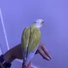 فرح كنيور اليف وهدد. تم البيع