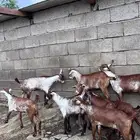 جفار وشح دهم تأسيس مراح 8