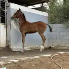 فرس للبيع عليها مهر