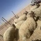 بهم خرفان فاخره كناور