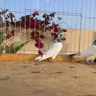 تيدي جونسيرا