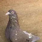 جوزين حمام بالمحاكر للبيع