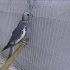 أنثى هو لندي للبيع على السوم