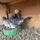 زوجين قطايف