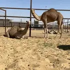 حشو للبيع جمله طيبات للذبح