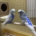 جوز بادجي مكس انجليزي