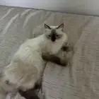 قطط