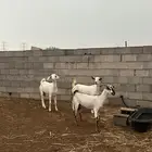 ماعز