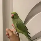 فرخ دره اليف