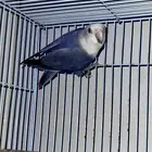 دكر روز منتج