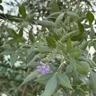 اشجار كف مريم 3 متر 15 ريال