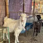 تيس مشروك ابيض كامل امه عارضيه وابوه هولندي