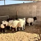 بهم نعيم