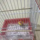 ببغاء و عصفور