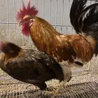 ديك ودجاجه للبيع كبار
