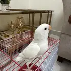روز (تم البيع)