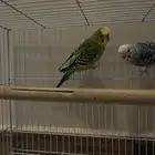 عصافير بادجي