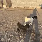 دواغير تيس وجفرة