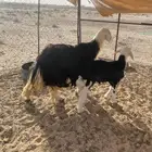 شاه نجديه خلفه تم البيع