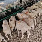 برابر صومالية جذعان جملة وتفريد