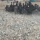 صوص بط مسكوفي