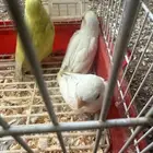 فروخ روز تم البيع