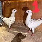حمام هومر للبيع