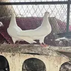 حمام قلابي
